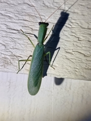 Orthodera ministralis
