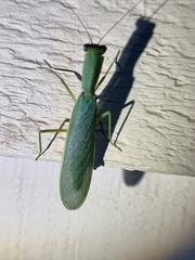 Orthodera ministralis