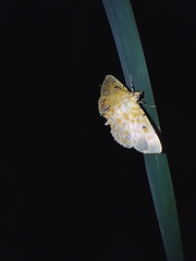 Notarcha aurolinealis
