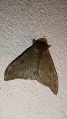 Hemileucinae