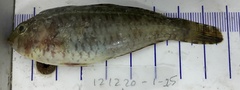 Sparisoma