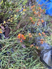Dillwynia sericea