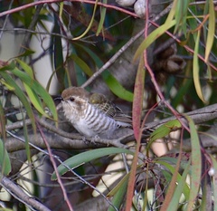 Chrysococcyx basalis