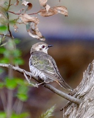 Chrysococcyx basalis