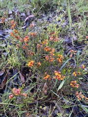Dillwynia sericea