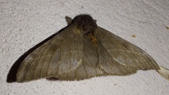 Hemileucinae