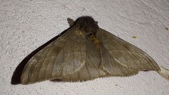Hemileucinae