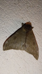 Hemileucinae