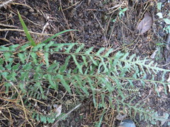 Blechnum zeelandicum