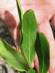 Persoonia laurina