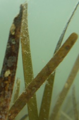 Cymodocea nodosa
