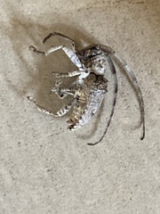 Crossotus stypticus