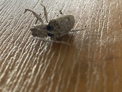 Crossotus stypticus