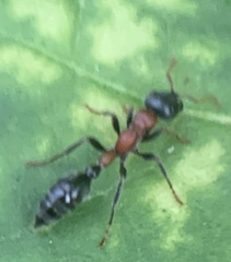 Tetraponera rufonigra