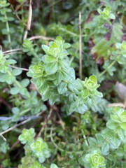 Cruciata laevipes