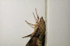 Macroglossum divergens