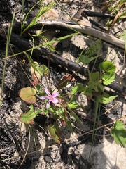 Pelargonium pseudosetulosum