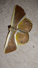 Opisthoxia
