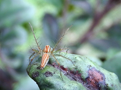 Oxyopes sushilae