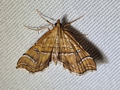 Musotima ochropteralis