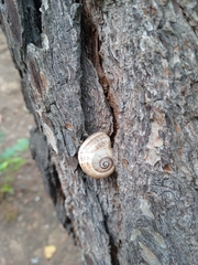 Otala punctata