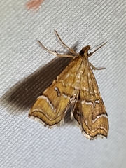 Musotima ochropteralis