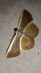 Opisthoxia
