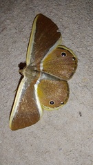 Opisthoxia