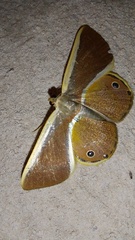 Opisthoxia
