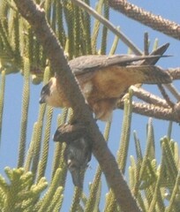 Falco longipennis