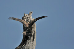 Polyboroides typus