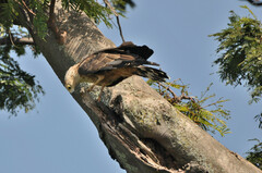 Polyboroides typus