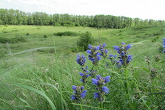 Dracocephalum ruyschiana