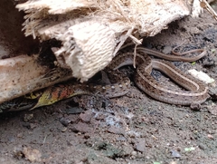 Amphiesma stolatum