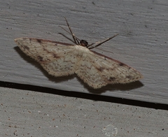 Idaea halmaea