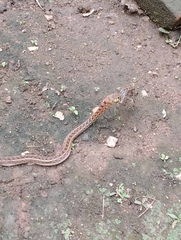 Amphiesma stolatum