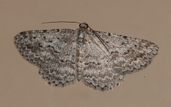 Psilosticha absorpta