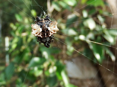 Gasteracantha mediofusca