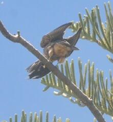 Falco longipennis