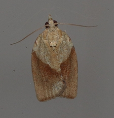 Epiphyas postvittana