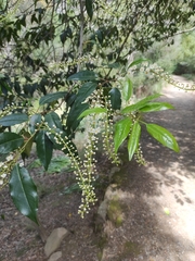 Prunus lusitanica