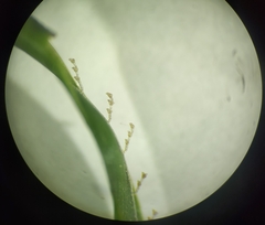 Sertularia perpusilla