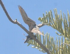 Falco longipennis