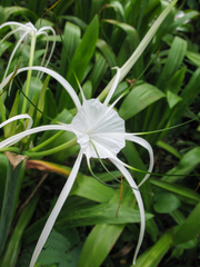 Hymenocallis littoralis