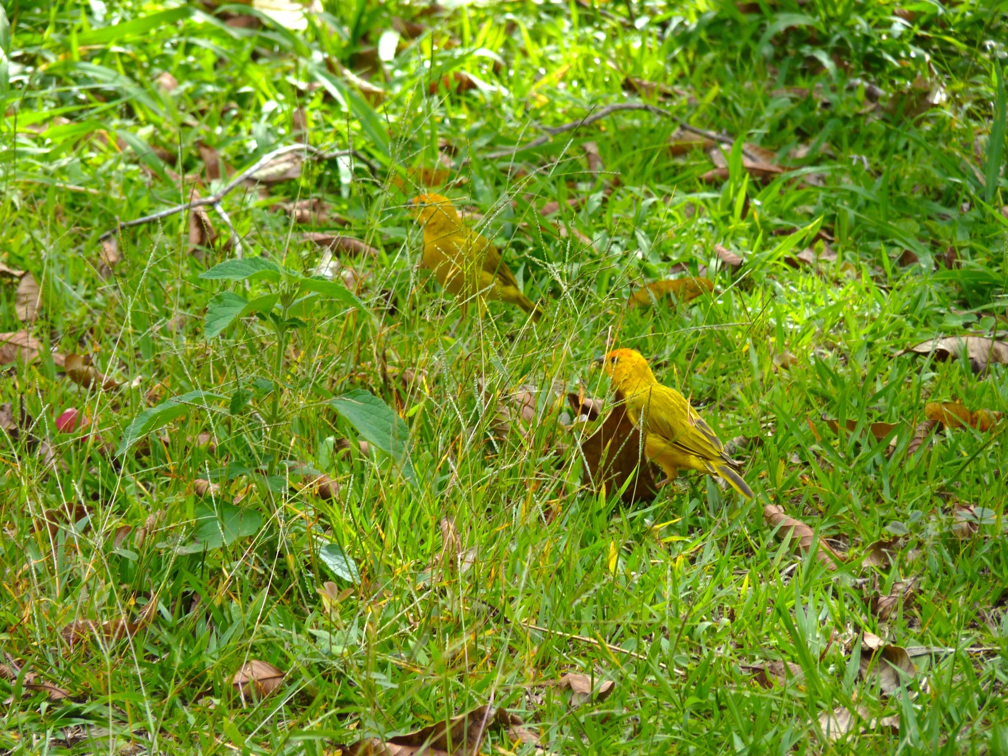 Sicalis flaveola image