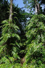 Stenochlaena palustris