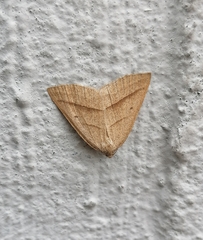 Petrophora chlorosata