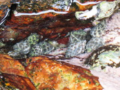 Tenguella marginalba