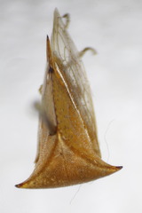 Stictocephala bisonia