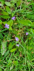 Mazus pumilio